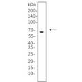 U-Blot® BTK Rabbit Monoclonal Antibody – Figure 1 of 1