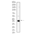 U-Blot® PP1α/β Rabbit Monoclonal Antibody – Figure 1 of 1