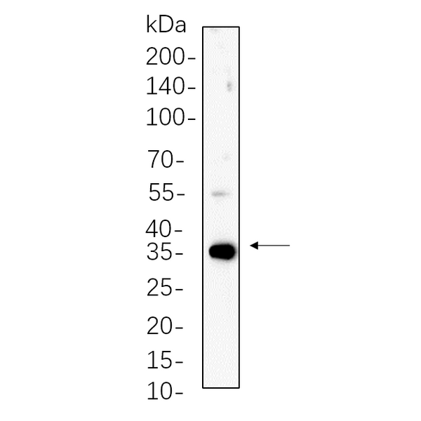 U-Blot® PP1α/β Rabbit Monoclonal Antibody – Figure 1 of 1