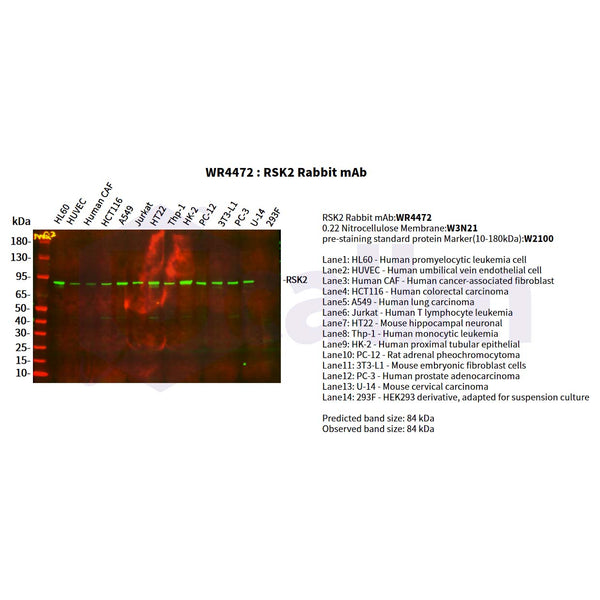 U-Blot® RSK2 Rabbit Monoclonal Antibody – Figure 1 of 2