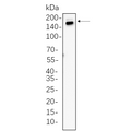 U-Blot® Thrombospondin 1 Rabbit Monoclonal Antibody – Figure 1 of 1