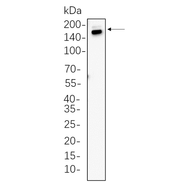 U-Blot® Thrombospondin 1 Rabbit Monoclonal Antibody – Figure 1 of 1