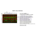 U-Blot® Sumo 1 Rabbit Monoclonal Antibody – Figure 1 of 2