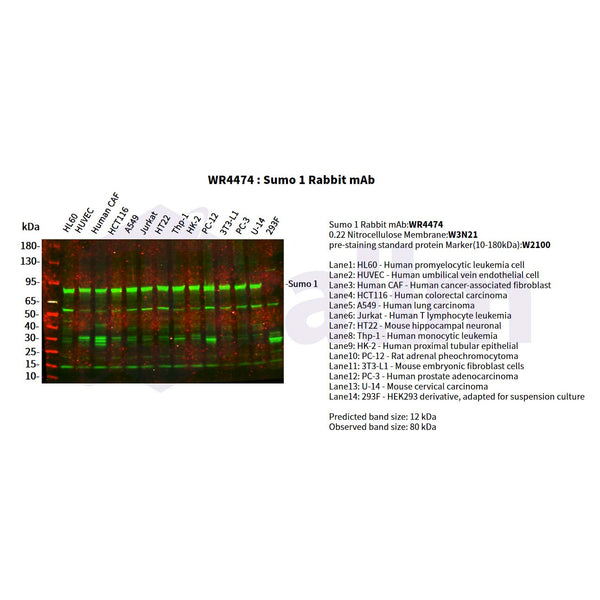 U-Blot® Sumo 1 Rabbit Monoclonal Antibody – Figure 1 of 2