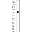 U-Blot® TBR1 Rabbit Monoclonal Antibody – Figure 1 of 1