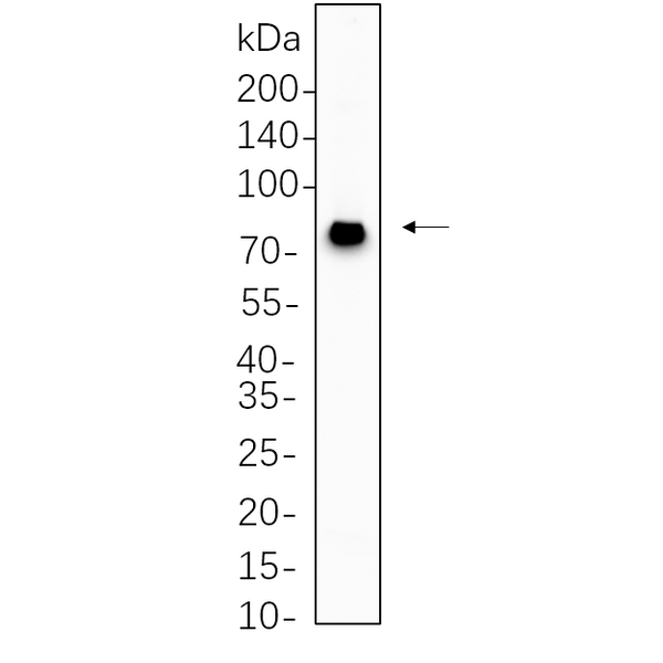 U-Blot® TBR1 Rabbit Monoclonal Antibody – Figure 1 of 1