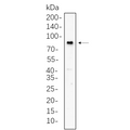 U-Blot® BMAL1 Rabbit Monoclonal Antibody – Figure 1 of 1
