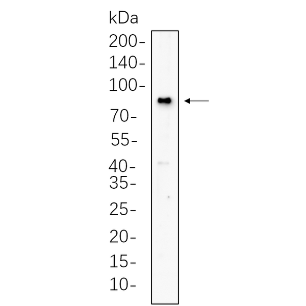 U-Blot® BMAL1 Rabbit Monoclonal Antibody – Figure 1 of 1