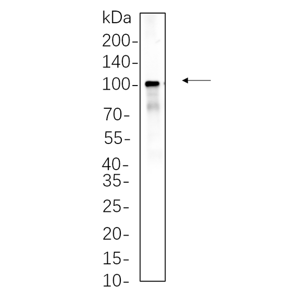 U-Blot® Endoplasmin Rabbit Monoclonal Antibody – Figure 1 of 1