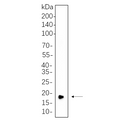 U-Blot® CIRBP Rabbit Monoclonal Antibody (PT0699R) – Figure 1 of 1