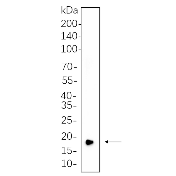 U-Blot® CIRBP Rabbit Monoclonal Antibody (PT0699R) – Figure 1 of 1