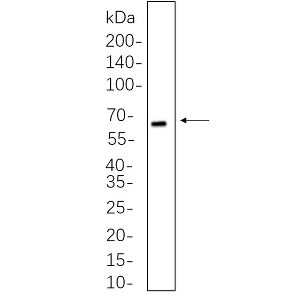 U-Blot® cGAS Rabbit Monoclonal Antibody (PT0700R) – Figure 1 of 1