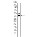 U-Blot® GPER1 Rabbit Monoclonal Antibody – Figure 1 of 1