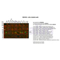 U-Blot® IκB-α Rabbit Monoclonal Antibody – Figure 1 of 2