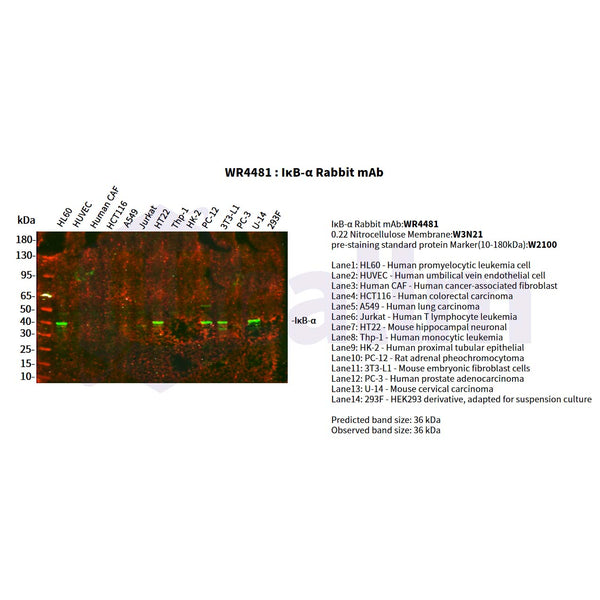 U-Blot® IκB-α Rabbit Monoclonal Antibody – Figure 1 of 2