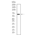 U-Blot® RelB Rabbit Monoclonal Antibody – Figure 1 of 1