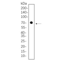 U-Blot® Nrf1 Rabbit Monoclonal Antibody – Figure 1 of 1