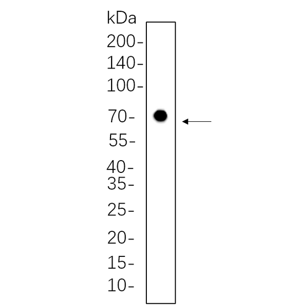 U-Blot® Nrf1 Rabbit Monoclonal Antibody – Figure 1 of 1