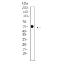 U-Blot® Tubulin α Rabbit Monoclonal Antibody – Figure 1 of 1