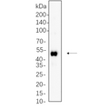 U-Blot® RUNX1 Rabbit Monoclonal Antibody – Figure 1 of 1