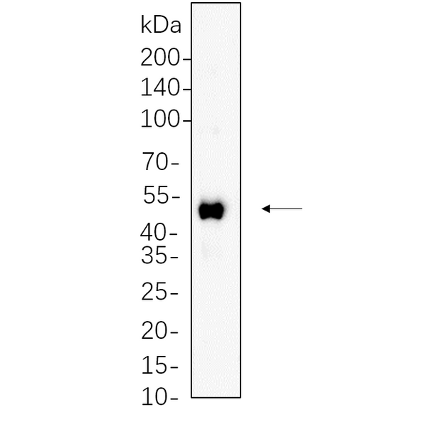 U-Blot® RUNX1 Rabbit Monoclonal Antibody – Figure 1 of 1