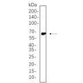 U-Blot® TRAF6 Rabbit Monoclonal Antibody – Figure 1 of 1