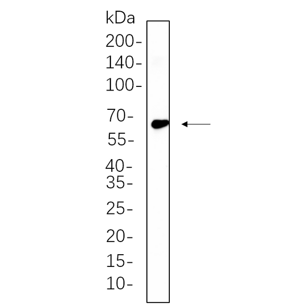 U-Blot® TRAF6 Rabbit Monoclonal Antibody – Figure 1 of 1