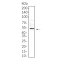 U-Blot® HNF-4α Rabbit Monoclonal Antibody – Figure 1 of 1