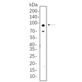 U-Blot® ADAM10 Rabbit Monoclonal Antibody – Figure 1 of 1