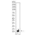 U-Blot® Parvalbumin Rabbit Monoclonal Antibody – Figure 1 of 1