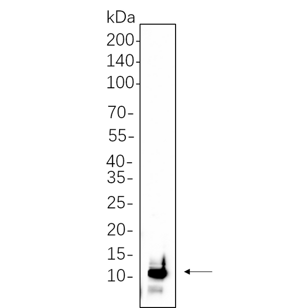 U-Blot® Parvalbumin Rabbit Monoclonal Antibody – Figure 1 of 1