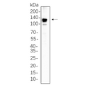 U-Blot® Trk pan Rabbit Monoclonal Antibody – Figure 1 of 1