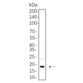 U-Blot® CENP-A Rabbit Monoclonal Antibody – Figure 1 of 1