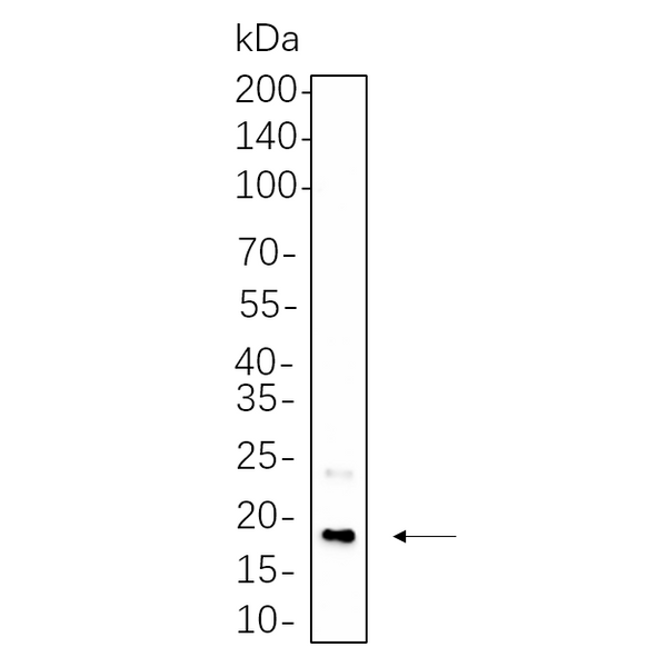U-Blot® CENP-A Rabbit Monoclonal Antibody – Figure 1 of 1
