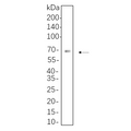 U-Blot® AFP Rabbit Monoclonal Antibody – Figure 1 of 1