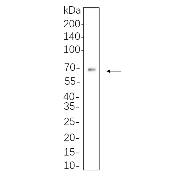 U-Blot® AFP Rabbit Monoclonal Antibody – Figure 1 of 1