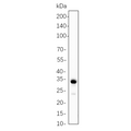 U-Blot® Calponin-1 Rabbit Monoclonal Antibody – Figure 1 of 1