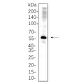 U-Blot® PAX-8 Rabbit Monoclonal Antibody – Figure 1 of 1
