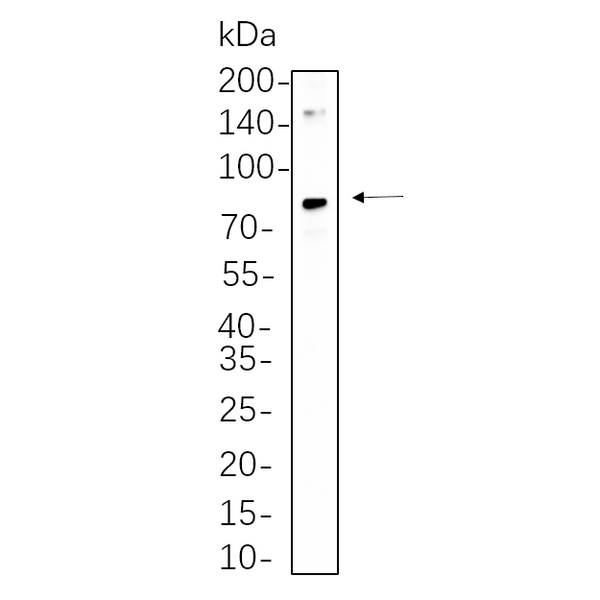 U-Blot® CD34 Rabbit Monoclonal Antibody – Figure 1 of 1