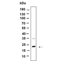 U-Blot® CD81 Rabbit Monoclonal Antibody – Figure 1 of 1