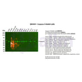 U-Blot® Caspase-8 Rabbit Monoclonal Antibody – Figure 1 of 2