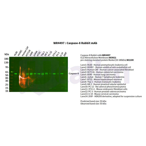 U-Blot® Caspase-8 Rabbit Monoclonal Antibody – Figure 1 of 2