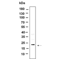 U-Blot® TXD12 Rabbit Monoclonal Antibody – Figure 1 of 1