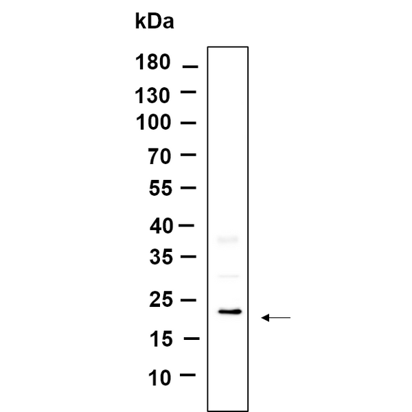 U-Blot® TXD12 Rabbit Monoclonal Antibody – Figure 1 of 1