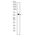U-Blot® Akt (Phospho Thr308) Rabbit Monoclonal Antibody – Figure 1 of 1