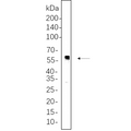 U-Blot® p53 Rabbit Monoclonal Antibody (PT0724R) – Figure 1 of 1