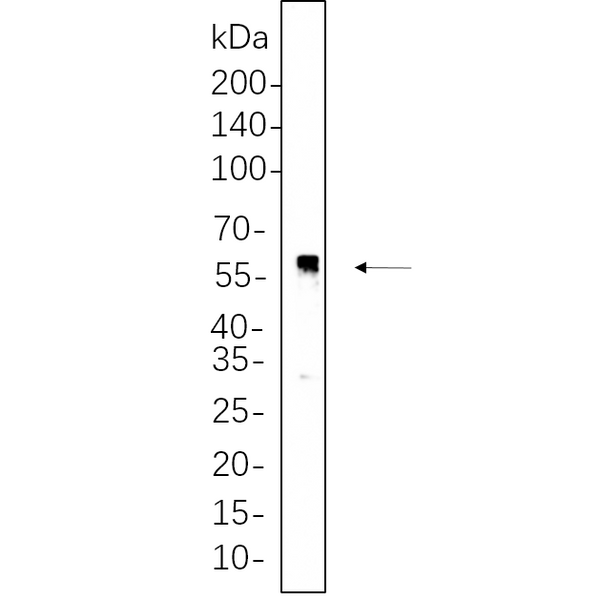 U-Blot® p53 Rabbit Monoclonal Antibody (PT0724R) – Figure 1 of 1