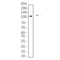 U-Blot® SATB2 Rabbit Monoclonal Antibody – Figure 1 of 1