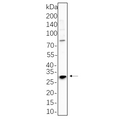 U-Blot® RPA32/RPA2 Rabbit Monoclonal Antibody – Figure 1 of 1