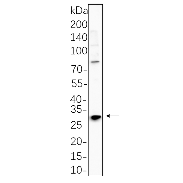 U-Blot® RPA32/RPA2 Rabbit Monoclonal Antibody – Figure 1 of 1